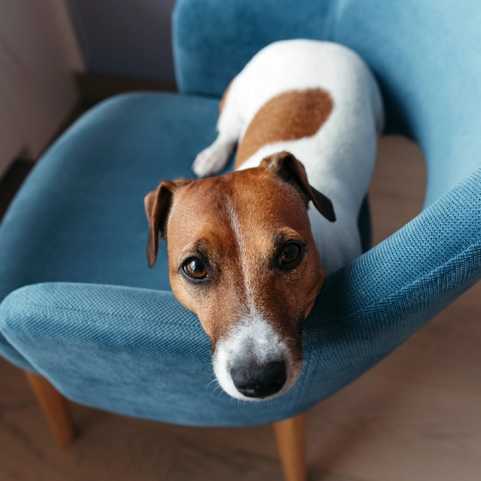 http://A%20cute%20dog%20in%20a%20chair